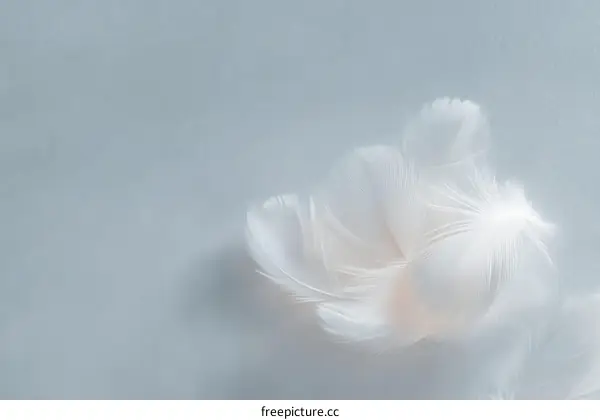 Delicate White Feathers on a Light Grey Background