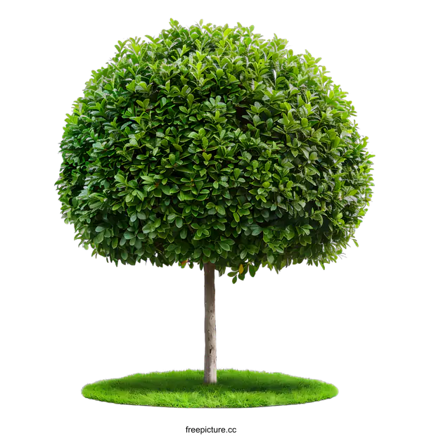 [Transparent Background PNG]Round Green Bush Tree Isolated On White Background
