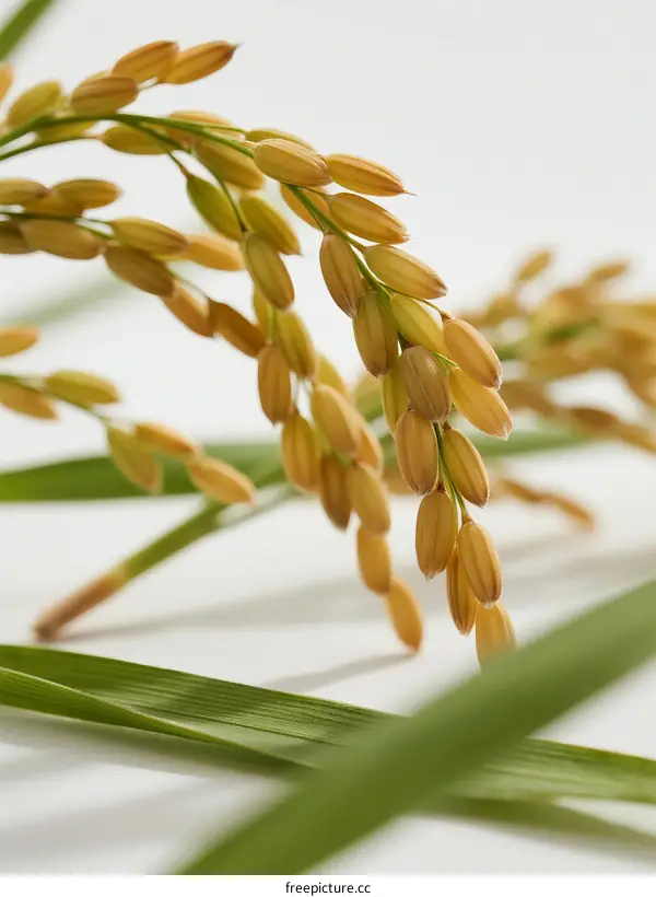 Close-up of golden rice ears with green leaves in sunlight