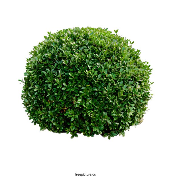 [Transparent Background PNG]Green Bush Isolated on White Background