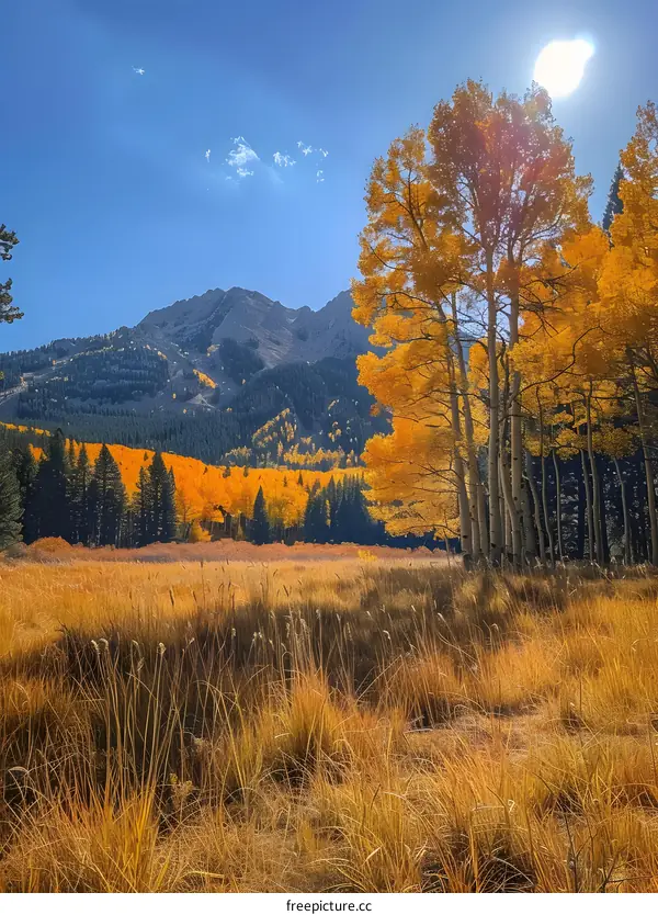 The sun shines through the golden trees in the mountains