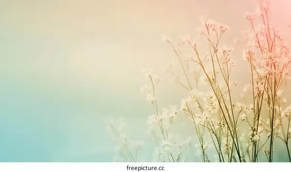 Delicate White Flowers on a Blurred Pastel Background