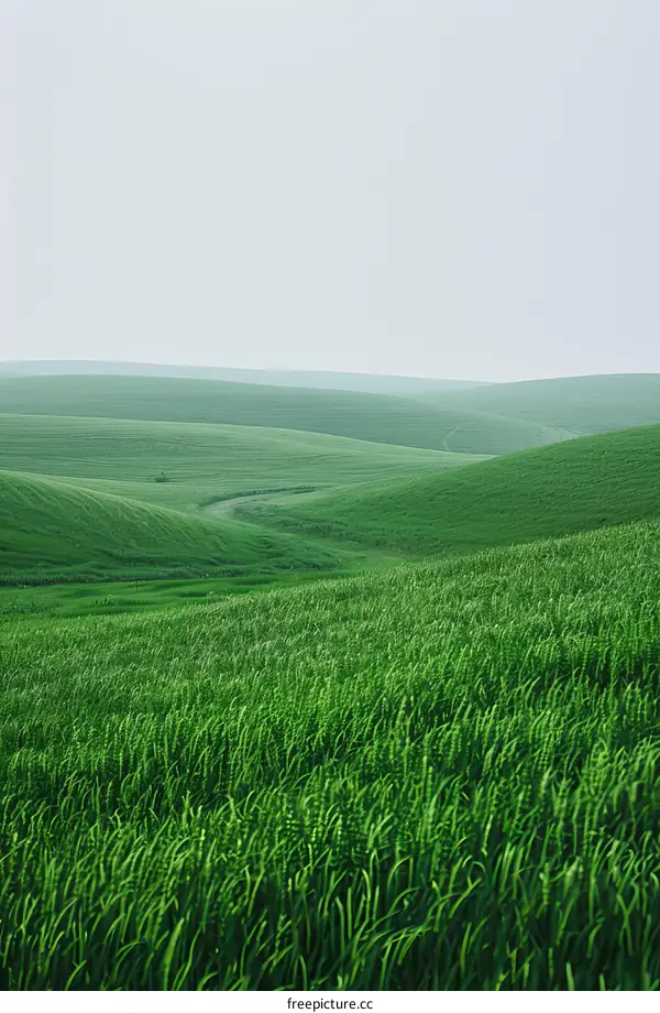 Green Undulating Wheat Field