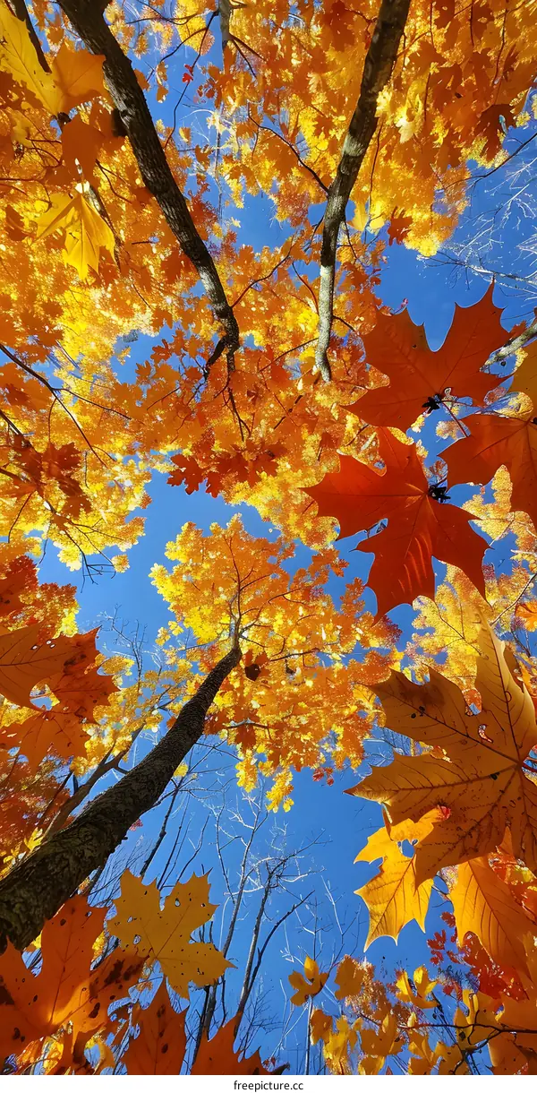 Autumn Leaves Looking Up Through the Trees