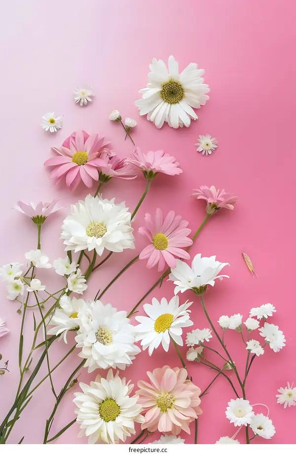 Pink and White Daisies Flowers on a Pink Background