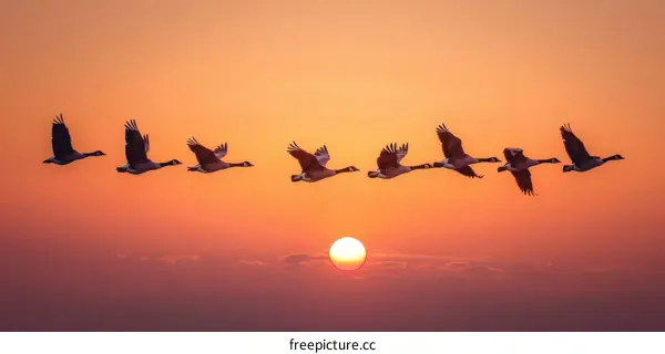 A flock of geese flies across the sunset sky