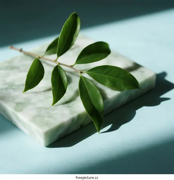 Green Leaf on Marble Surface with Natural Light