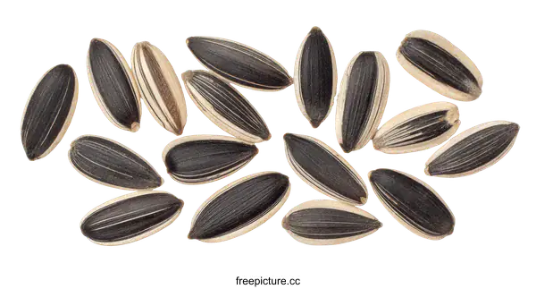 [Transparent Background PNG]Close-up of Sunflower Seeds on White Background