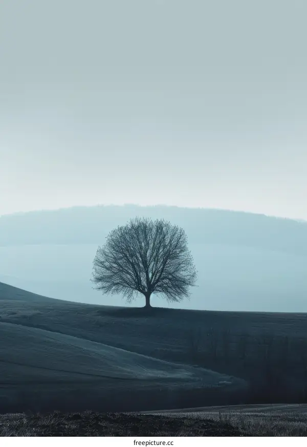 Blue gray lonely tree on a hill with a foggy background