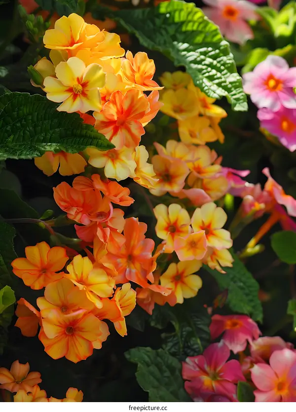 Close Up of Orange and Yellow Flowers in a Garden