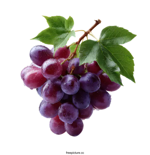[Transparent Background PNG]Close Up Fresh Purple Grapes with Water Drops