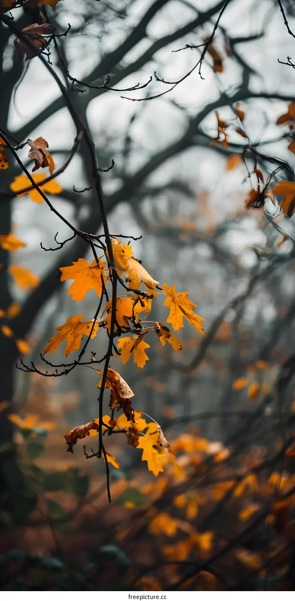 Yellow Leaves on a Branch in Autumn
