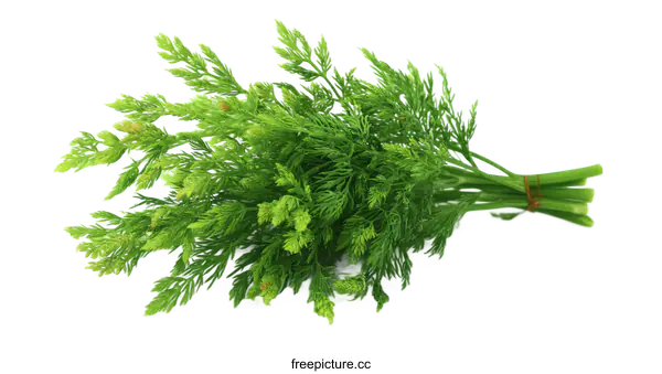 [Transparent Background PNG]Fresh Bunch of Cilantro or Parsley