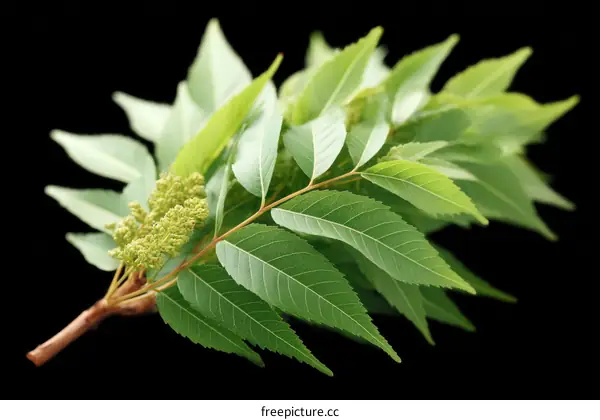 Fresh Green Leaves and Buds Close-up