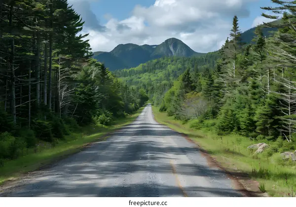 A long and winding road through a forest