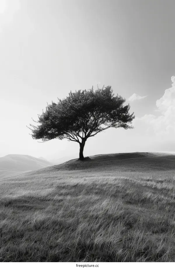 Solitude on the Hill