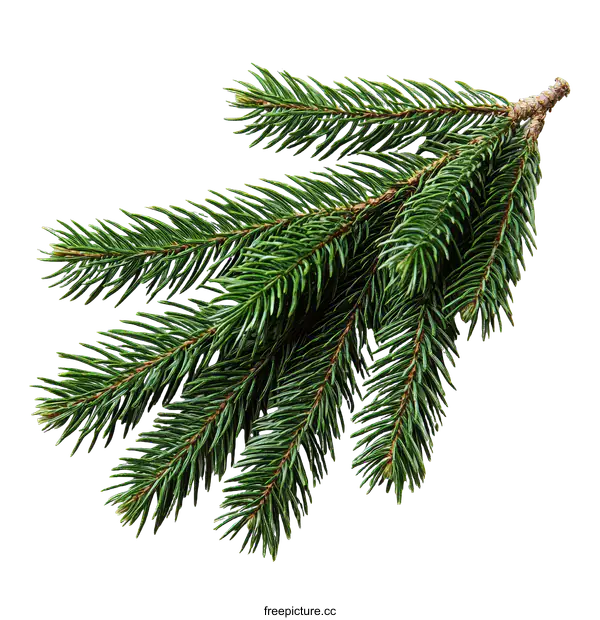[Transparent Background PNG]Fresh Evergreen Fir Branch Close Up