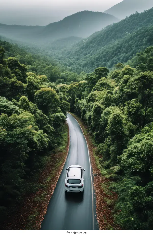 Car driving through a lush green forest