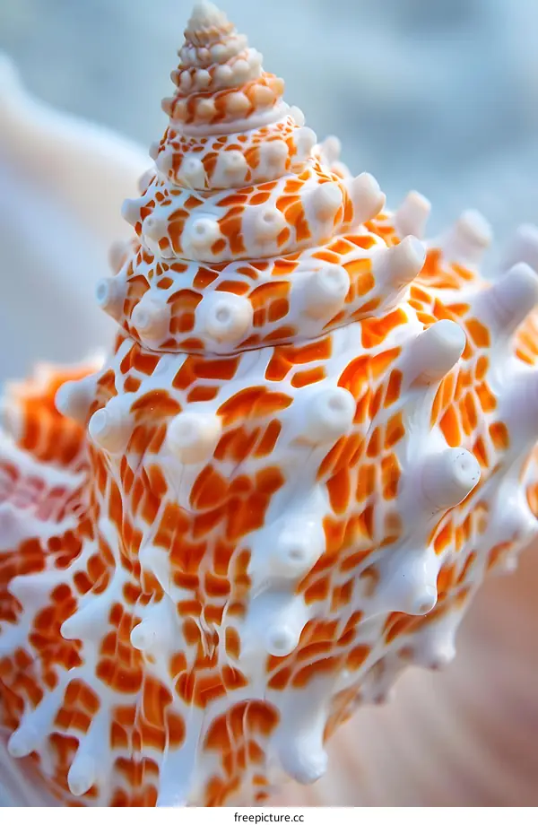 Close up of a seashell spiral