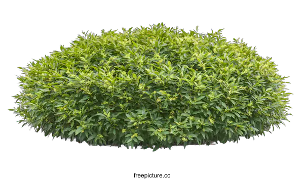 [Transparent Background PNG]Green Bush Isolated on White Background