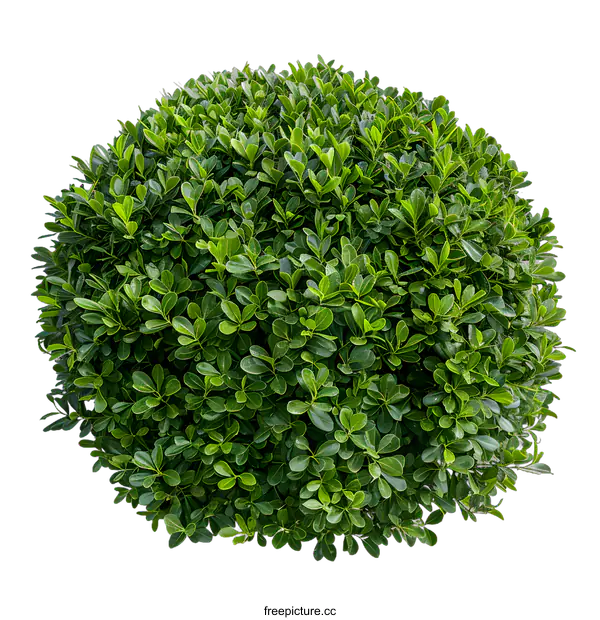 [Transparent Background PNG]Green Bush Isolated On White Background
