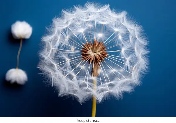 Dandelion seeds on a blue background