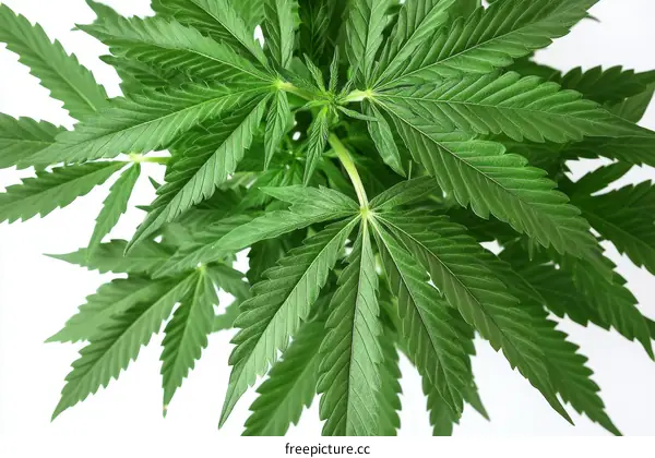 Closeup of Cannabis Plant Leaves