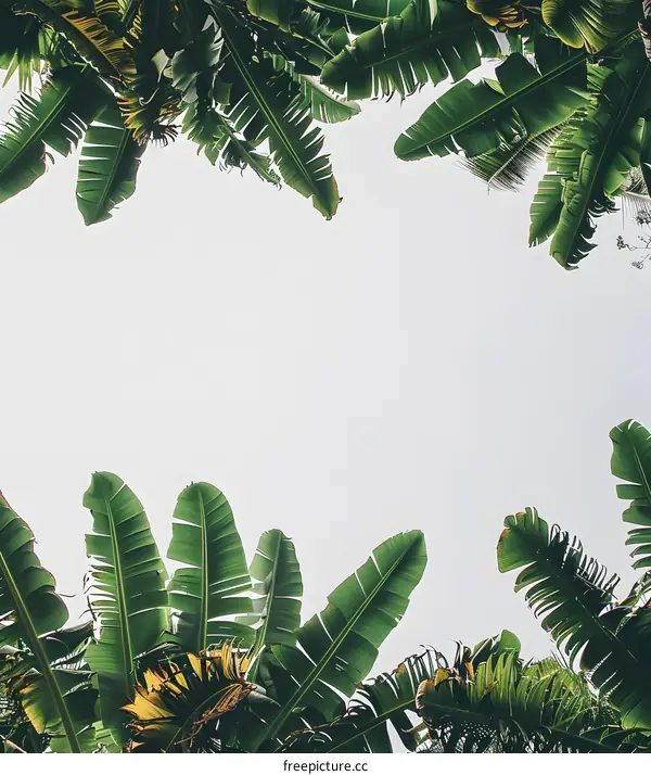 Tropical Green Banana Leaves Against A White Sky
