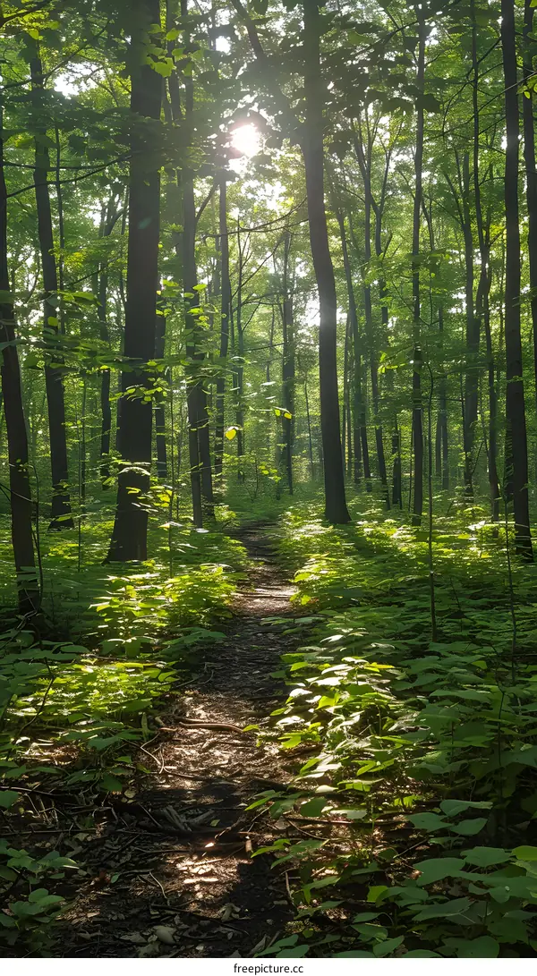 Sun Shining Through Forest Trees