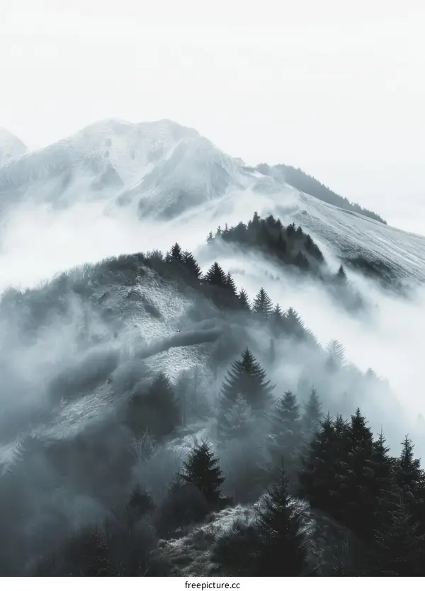 Foggy mountain landscape with snow-capped peak and dark fir trees