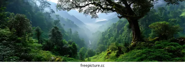 Majestic Mountain Valley Lush Green Forest Scenery