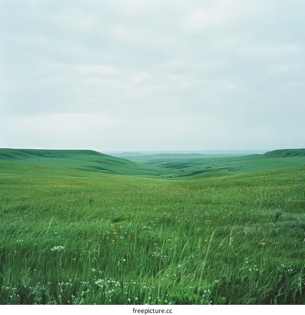 Rolling Green Hills Against a Gray Sky