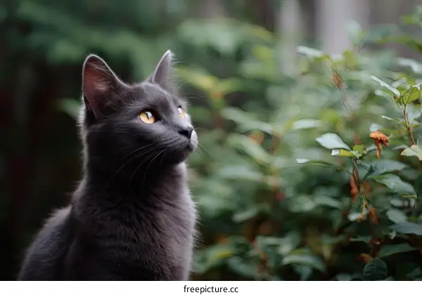 Gray Cat Looking Upward in Nature