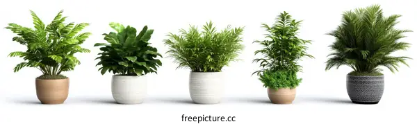 Collection of Potted Plants in Various Styles