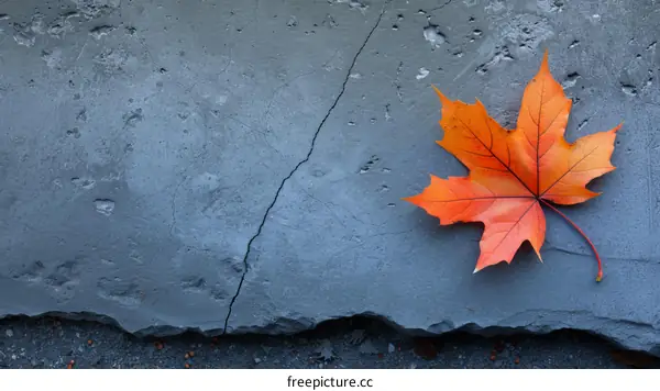 Orange autumn leaf on a stone surface