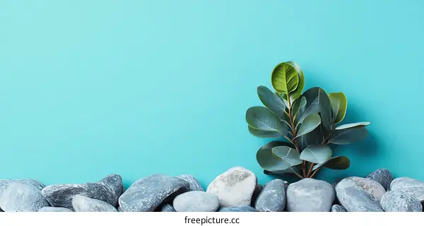 Green Plant With Stones On Blue Background