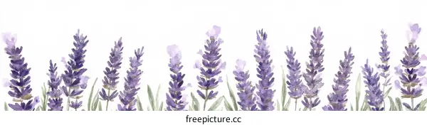 Watercolor Lavender Blossoms Border Design