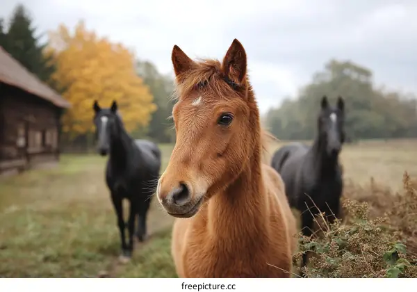 Horses in a Rural Autumn Setting