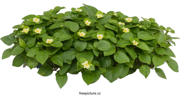 [Transparent Background PNG]Close Up of Yellow Flowers on Lush Green Leaves