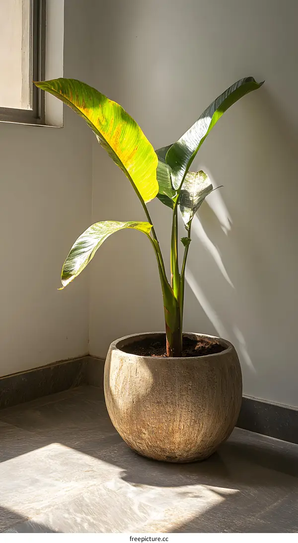 Green Plant in a Pot by the Window with Sunlight