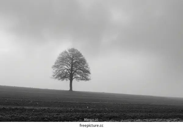 Single tree in a foggy field