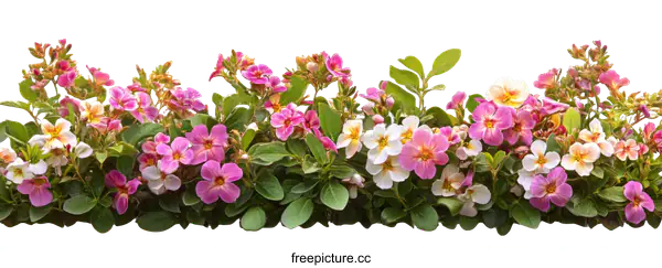 [Transparent Background PNG]Colorful Flower Border on White Background