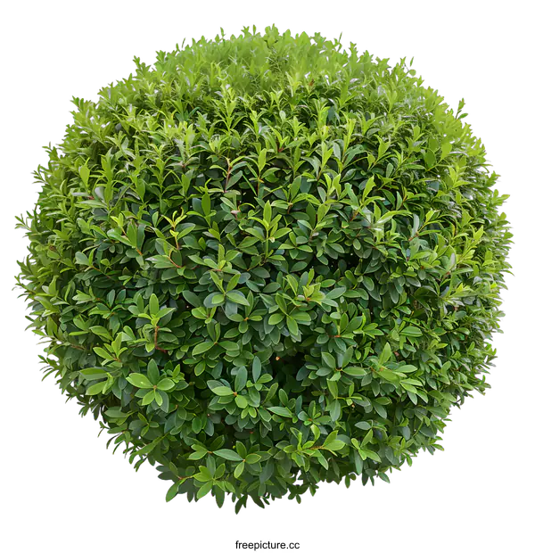 [Transparent Background PNG]Green Bush With White Background