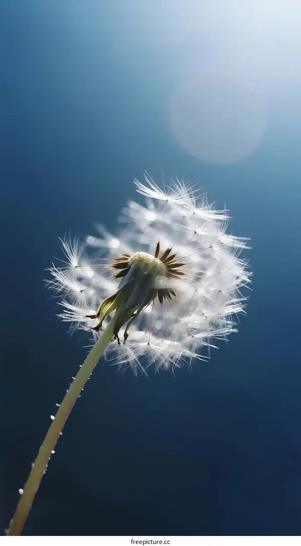 Dandelion Seed Head Against Blue Sky with Sunlight