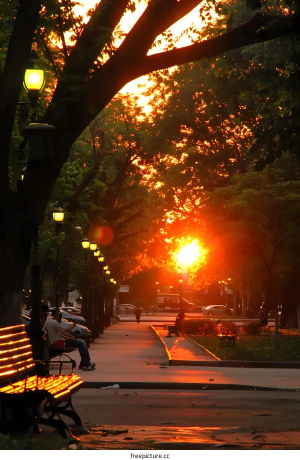 Sunset Golden Hour in Park
