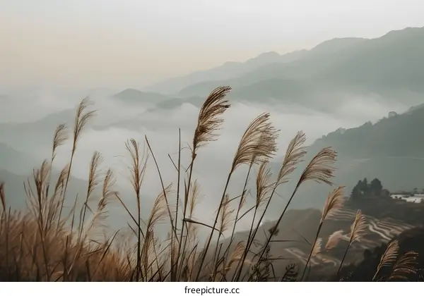 Tall Grass Blades in Front of a Mountain Range