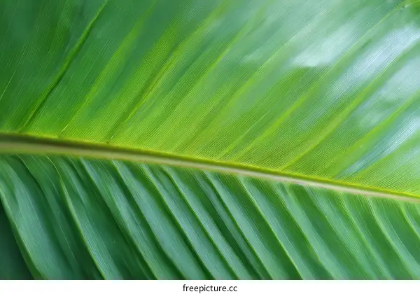 Closeup of a Lush Green Leaf