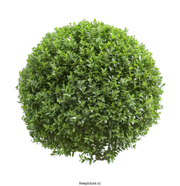 [Transparent Background PNG]Green Bush Round Shape Isolated On White Background