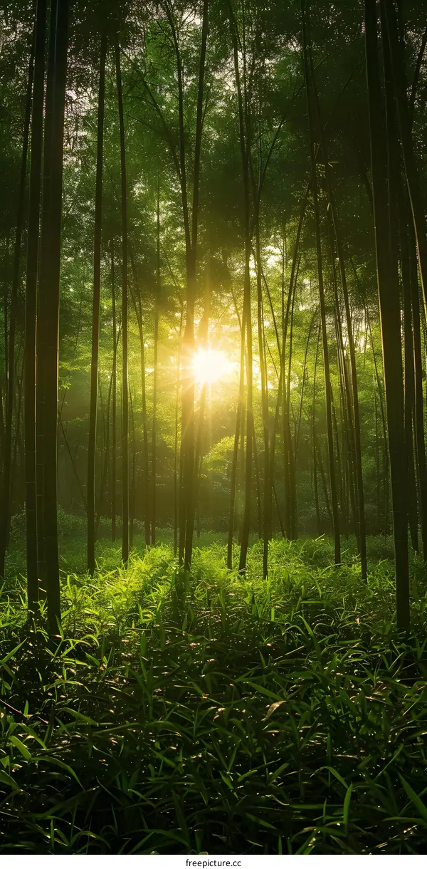 sunlight shining through bamboo forest