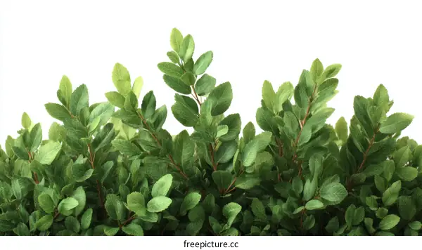 Fresh Green Leaves Border Background